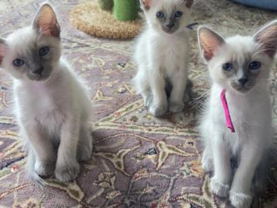 TICA CFF Registered Balinese Kittens - Balinese - Gallery Photo #1