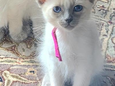 Balinese Girl Fuchsia Collar Blue Point - Balinese - Gallery Photo #1