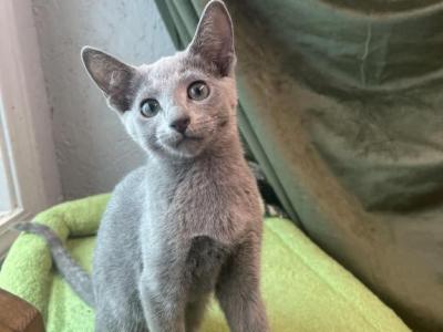 Tig - Russian Blue - Gallery Photo #1
