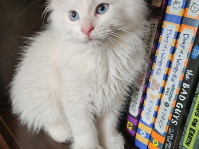 White Maine Coons - Maine Coon - Gallery Photo #1