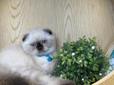 Portland Archie Scottish Fold Kitten - Scottish Fold - Gallery Photo #1