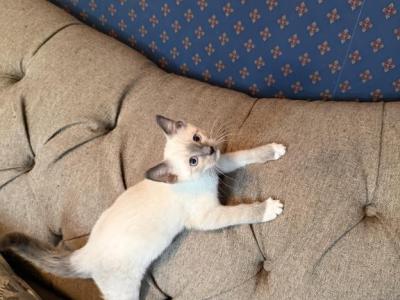 Nolan - Siamese - Gallery Photo #1