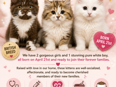 British - British Shorthair - Gallery Photo #1