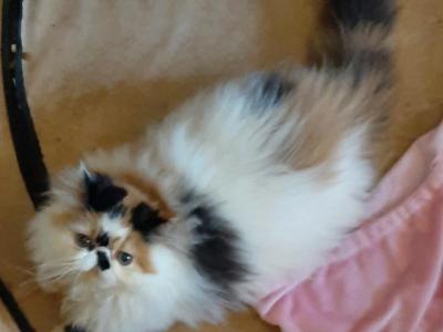 Lucille - Persian - Gallery Photo #1