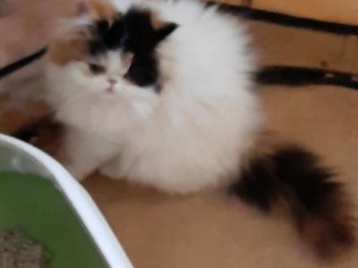Bella - Persian - Gallery Photo #1