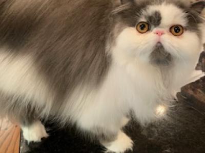 Luna - Persian - Gallery Photo #1