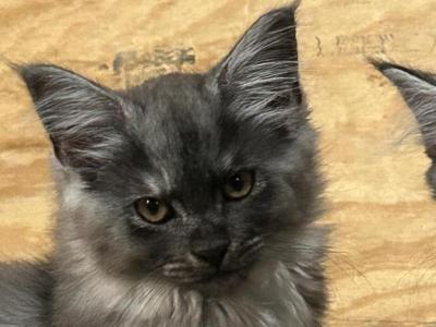 Maincoon - Maine Coon - Gallery Photo #1