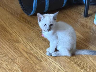 Lilac Tortie Siamese - Siamese - Gallery Photo #1