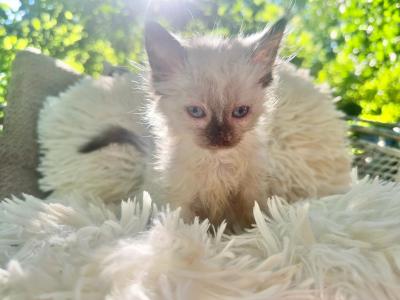 Six Loving Kittens Available For Adoption - Domestic - Gallery Photo #1