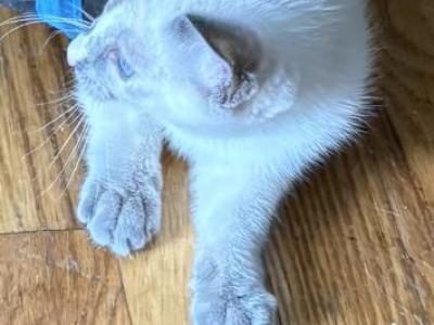 Beautiful Lilac Tortie Siamese - Siamese - Gallery Photo #1