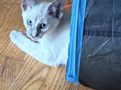 Beautiful Lilac Tortie Siamese - Siamese - Gallery Photo #1