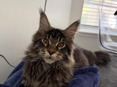 Benny - Maine Coon - Gallery Photo #1