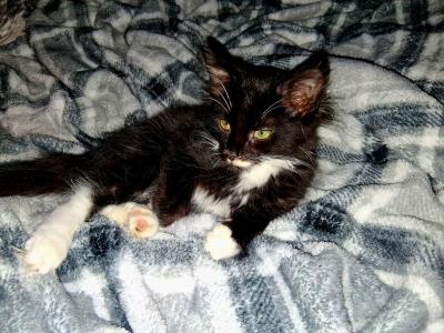 Sneezy - Maine Coon - Gallery Photo #1
