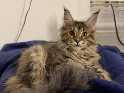 Anni Frid - Maine Coon - Gallery Photo #1
