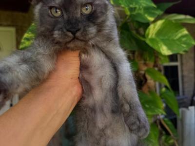 Elysia Black Smoke Sweet Female - Maine Coon - Gallery Photo #1