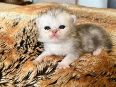 Blue Dilute Prince - Persian - Gallery Photo #1