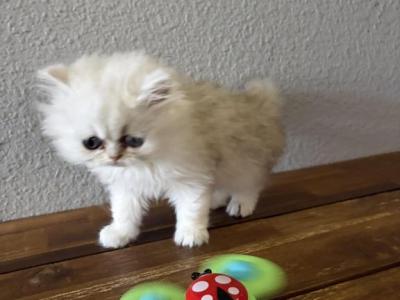 Wilson - Persian - Gallery Photo #1