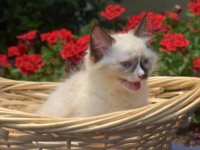 Orion - Ragdoll - Gallery Photo #1
