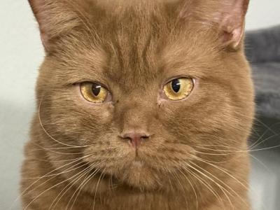 British Shorthair Male 15 Months Old - British Shorthair - Gallery Photo #1