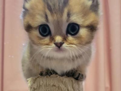 Simba - Munchkin - Gallery Photo #1