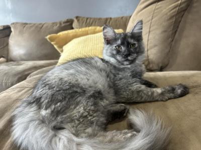 Hope Silver Smoke - Maine Coon - Gallery Photo #1