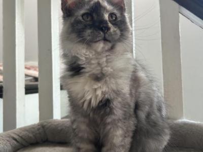 Harmony Sliver Torbi - Maine Coon - Gallery Photo #1