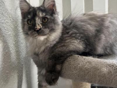 Harley Silver Torbi - Maine Coon - Gallery Photo #1
