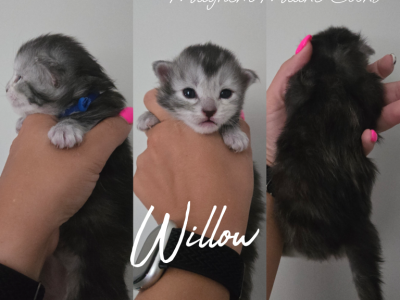 Willow - Maine Coon - Gallery Photo #1