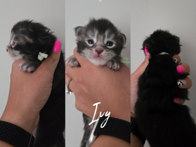 Ivy - Maine Coon - Gallery Photo #1