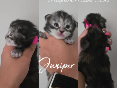 Juniper - Maine Coon - Gallery Photo #1