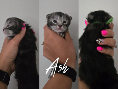 Ash - Maine Coon - Gallery Photo #1