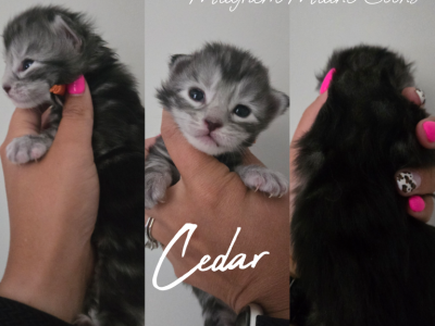 Cedar - Maine Coon - Gallery Photo #1