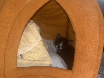 Baby Boy - Domestic - Gallery Photo #1