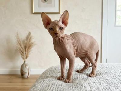 Simba - Sphynx - Gallery Photo #1