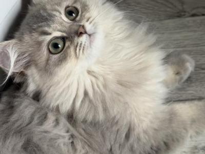 Atlas Fluffy Female - British Shorthair - Gallery Photo #1