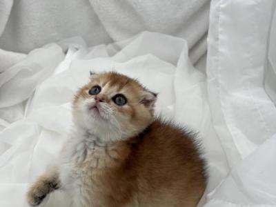 Lary - Scottish Fold - Gallery Photo #1