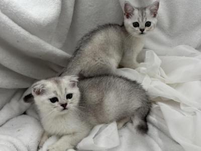 Mars - Scottish Fold - Gallery Photo #1