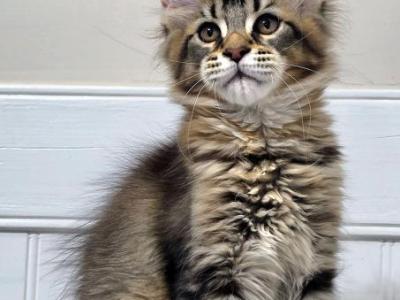 Valhalla - Maine Coon - Gallery Photo #1