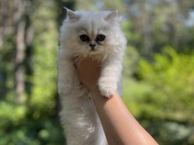 Lucy - Persian - Gallery Photo #1