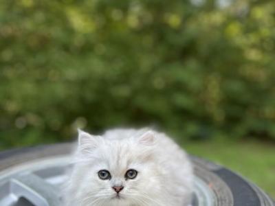 Luna - Persian - Gallery Photo #1