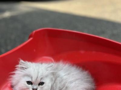 Daisy - Persian - Gallery Photo #1