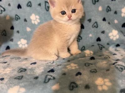 Lily - British Shorthair - Gallery Photo #1