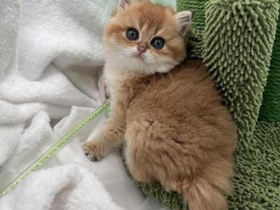 Manya - British Shorthair - Gallery Photo #1