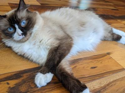 Ragdoll Purebred Daisy May's August  Litter - Ragdoll - Gallery Photo #1