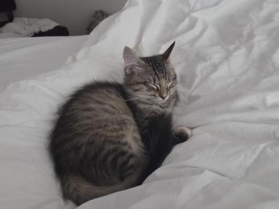 Duchess - American Longhair - Gallery Photo #1