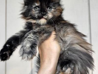Bianca Black Tortie - Maine Coon - Gallery Photo #1