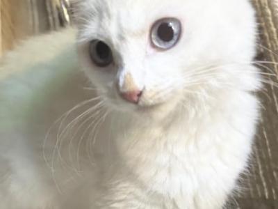 Princess - Turkish Angora - Gallery Photo #1