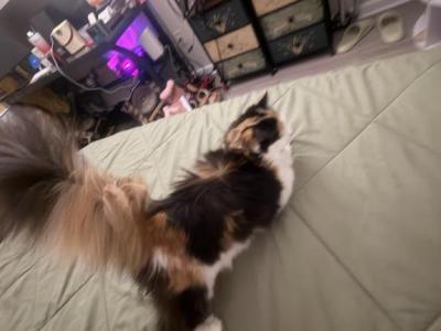 Atina - Persian - Gallery Photo #1