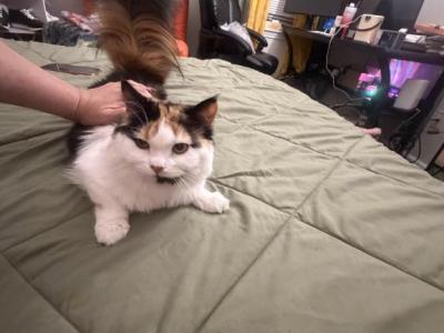 Atina - Persian - Gallery Photo #1