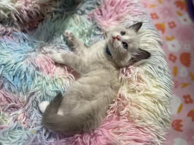 Thor - Ragdoll - Gallery Photo #1